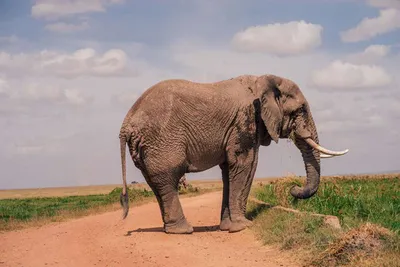 Археологи нашли гигантский бивень слона, который умер 500 тыс. лет назад