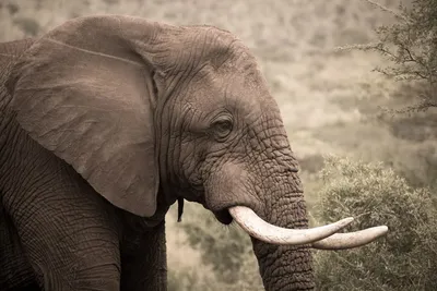 Слон с бивнями идет по пустыне. | Премиум Фото