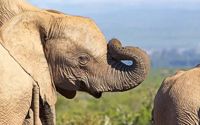 Индийский слон с бивнями отрезанными Стоковое Фото - изображение  насчитывающей красивейшее, природа: 150029478