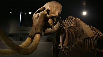 Какими были доисторические предки слонов: 5 самых необычных гигантов с  бивнями | Заметки о животных | Дзен