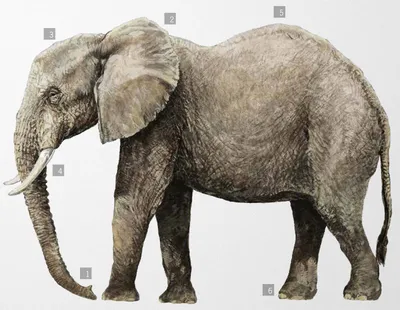 Большой Африканский слон, фигурка, игрушка, 48х28х14 см, Dinosaur Animal -  купить с доставкой по выгодным ценам в интернет-магазине OZON (262419897)