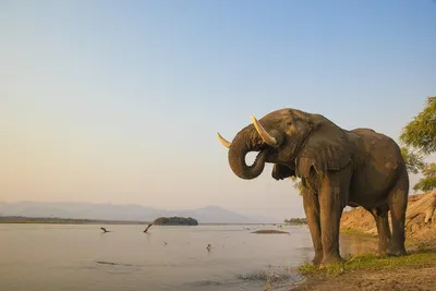 Почему охота на слонов может помочь сохранить природу - BBC News Русская  служба