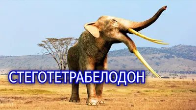 крупный план слона с бивнями, Африканский слон, Hd фотография фото,  позвоночное животное фон картинки и Фото для бесплатной загрузки