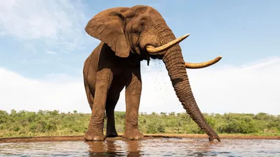 фигурка Слон с бивнями африканский - купить в магазине БронзаМания