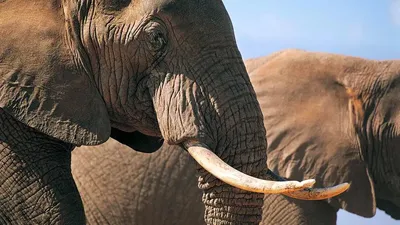 Слон с бивнями идет по полю. | Премиум Фото