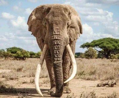 Слон+паук, голова слона, длинные …» — создано в Шедевруме