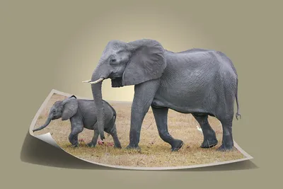 Слон с опущенным хоботом фото фото
