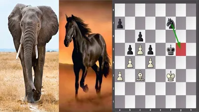 Это интересно - Почему шахматные фигуры так называются? Ферзь, ладья -  таинственные красивые названия шахматных фигур. Но что они обозначают и  откуда возникли? И почему слон вовсе не похож на слона (в
