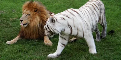 Тигон - гибрид тигра-отца и львицы-мамы. Эти животные являются крайне  редкими и мало изученными. - YouTube