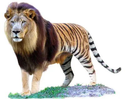 Смесь льва и тигра (68 фото) - фото - картинки и рисунки: скачать бесплатно