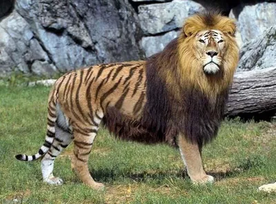 Смесь льва и тигра - картинки и фото koshka.top