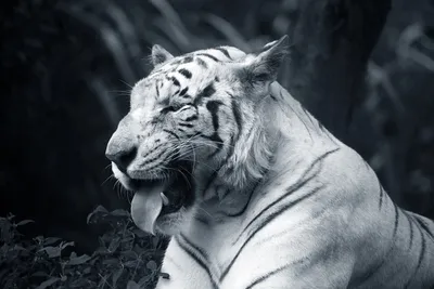 Смешное фото тигра фото