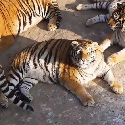 Смешной маленький тигр стоковое фото. изображение насчитывающей цветасто -  82825764