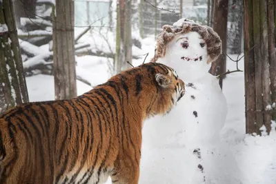 Смешные тигры картинки (47 фото) » Юмор, позитив и много смешных картинок