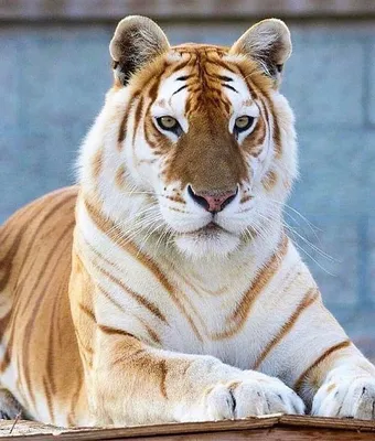10,331 смешной тигр стоковые фото – бесплатные и стоковые фото RF от  Dreamstime