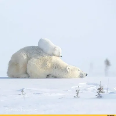 белые медведи :: здоровый сон :: медведь :: животные :: дикая природа /  смешные картинки и другие приколы: комиксы, гиф анимация, видео, лучший  интеллектуальный юмор.