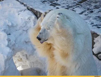 Белый медведь, засунул его язык. Смешные эмоции животных Стоковое  Изображение - изображение насчитывающей млекопитающее, необыкновенно:  186440737