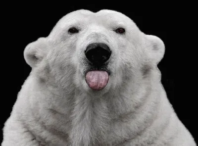 Белый медведь :: живность :: Медведи / смешные картинки и другие приколы:  комиксы, гиф анимация, видео, лучший интеллектуальный юмор.