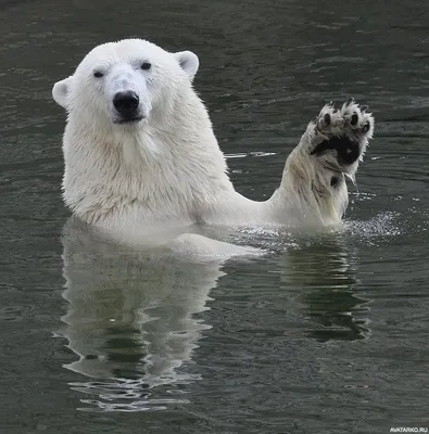 Белый медведь плавает в воде и машет лапой — Фото на аву | Забавные фото, Белый  медведь, Смешные животные