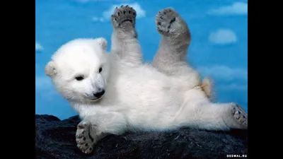 ТОП 5 лучшие видео с Белыми медведями. TOP 5 Best video White bear cubs  play. - YouTube