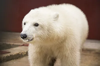 Сотрудница московского зоопарка отбилась от медведя веником - KP.RU