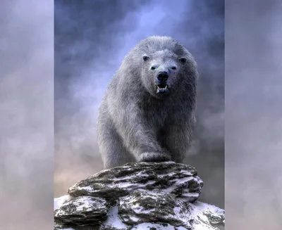 Гигантский белый медведь: Был в 1.5 раза больше современного белого медведя.  Вероятно, это переходная форма от бурого к белому мишке | Книга животных |  Дзен