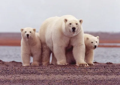 Я живу среди белых медведей – «Холод»