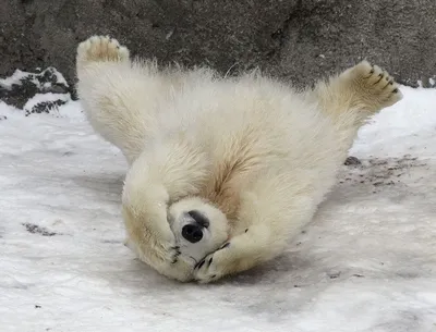 13 трогательных фотографий белых медведей | クマの写真, おかしな動物, シロクマ