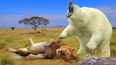 Белые медведи - Путешествуем вместе | Polar bear cub, Polar bear, Cute  polar bear