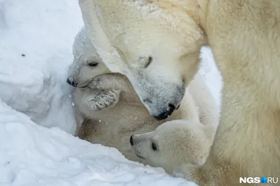 Вольер с белыми медвежатами открыли в Новосибирском зоопарке - 24 марта  2023 - НГС