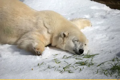 Белый медведь в лесах на западном побережье Канады » ЯУстал - Источник  Хорошего Настроения