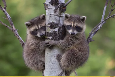 Фотографии, которые доказывают, что еноты - самые милые животные в мире |  Raccoon funny, Pet raccoon, Cute raccoon