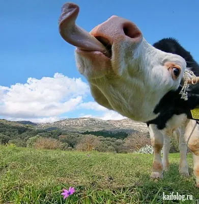 Прикольные коровы (60 фото) | Cows funny, Cute baby cow, Animal pictures