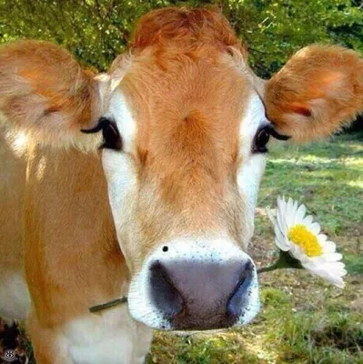 Смешные коровы и бычки 8 | Cute cows, Cow pictures, Cow