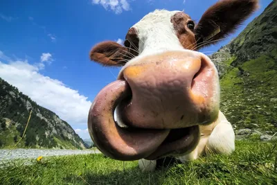 Смешные Головы Коровы Через Широкий Угол На Открытом Воздухе — стоковые  фотографии и другие картинки Без людей - iStock