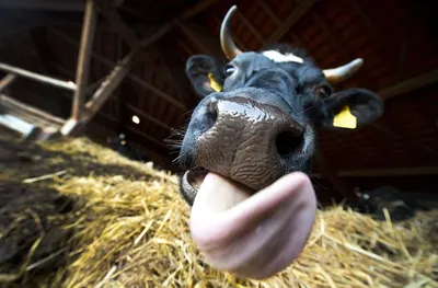 нос близкого Fisheye коровы смешной вверх Стоковое Фото - изображение  насчитывающей ферма, зеленый: 8224622
