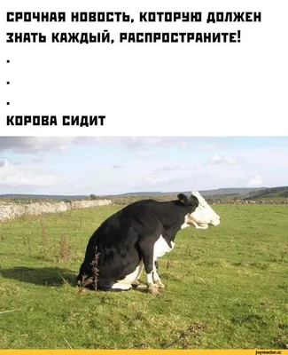 Смешная корова рисунок - 60 фото