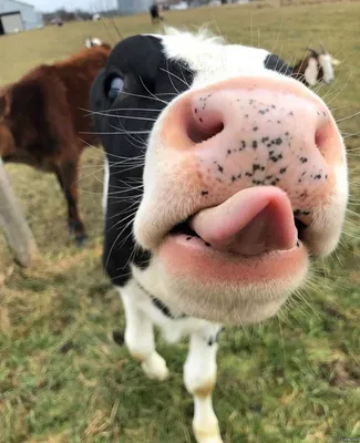 Смешные и прикольные картинки про коров (89 фото)