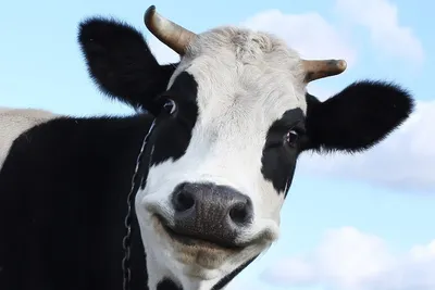 Веселые коровы дают больше молока: Искусственный интеллект научили  определять эмоции животных - KP.RU