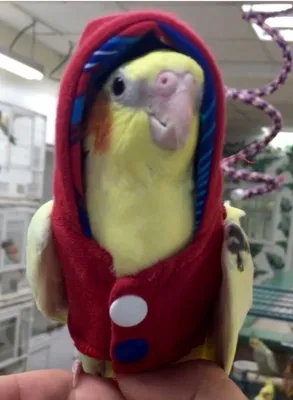 Смешные образы попугаев! Умора | Софья Костицына | Дзен