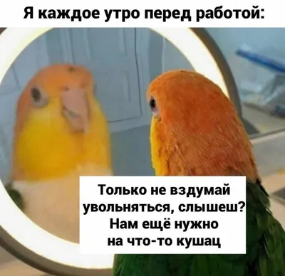 Смешные попугаи для поднятия настроения — свежие мемы, фото и видео -  Телеграф