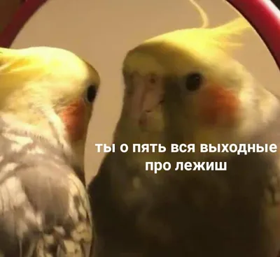 Почему смешные картинки с попугаями так популярны. Рассказываем! |  Мемология | Дзен