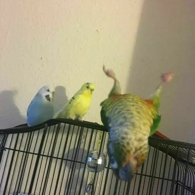 Забавные попугаи (18 фото)