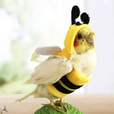 Одежда для попугая, очаровательный удобный детализированный тканевый смешной  попугай, пчела, трансформированный костюм для осени | AliExpress