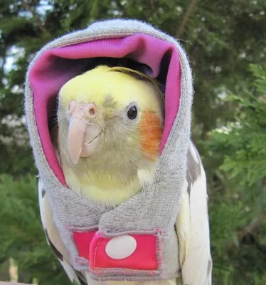 Кеша весёлый: смешные фото попугаев | Животные — цветы жизни | Дзен