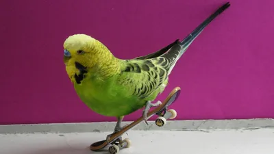 Parrots and fun! Funny parrots have fun and skateboarding! - YouTube