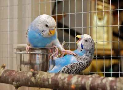 В кадре смешные попугаи: очередная фотоподборка для хорошего настроения.  Посмотри и улыбнись! | 😺 ПетКлаб | Дзен