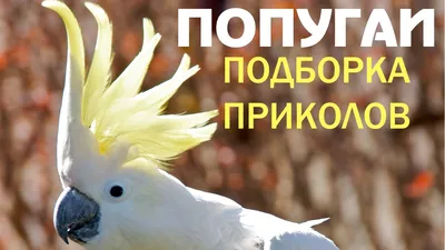Parrots prikolno dance, sing, talk (jokes about the parrots) - YouTube