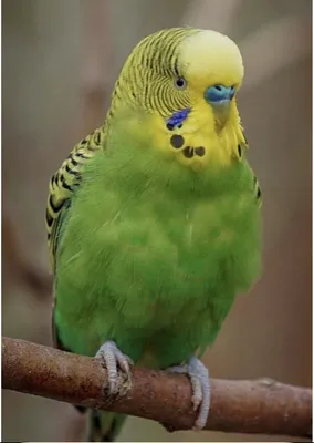 Смешные красочные попугаи иллюстрация вектора. иллюстрации насчитывающей  иллюстрация - 114649748