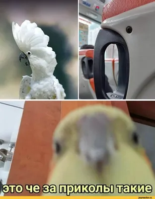 Приколы про попугаев (40 фото)